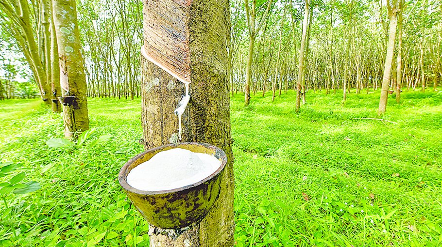 Rubber cultivation important for country’s economy Dastagir