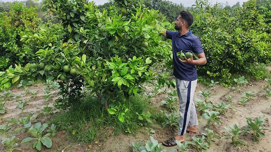 mixed-farming-technique-brightens-rajshahi-s-economic-prospect