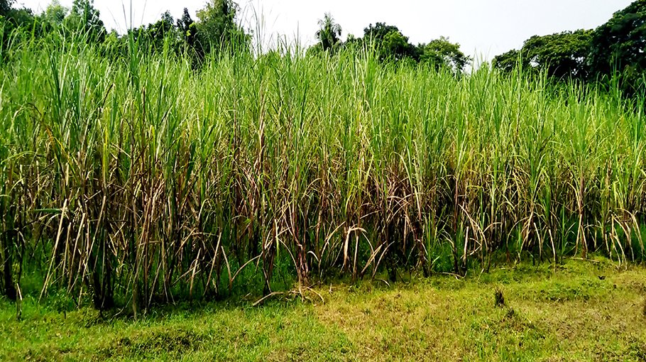 Sugarcane farming gets popular in Nabinagar