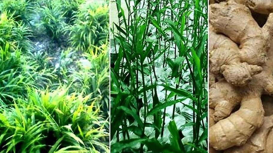 Bumper ginger production likely as harvest begins in Rangpur