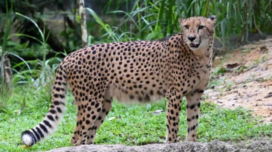 India welcomes back cheetahs, 70 years after local extinction ...