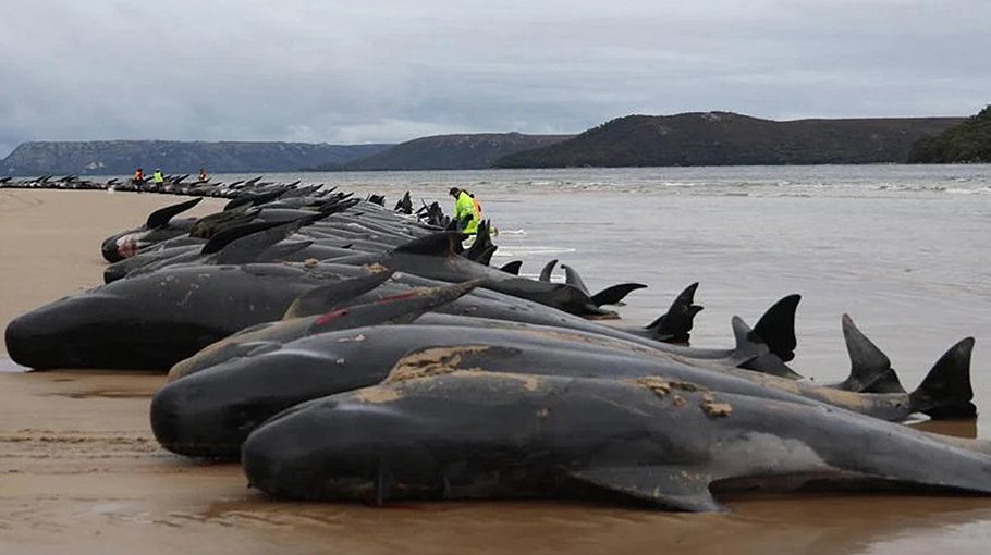 250 pilot whales die in remote New Zealand stranding