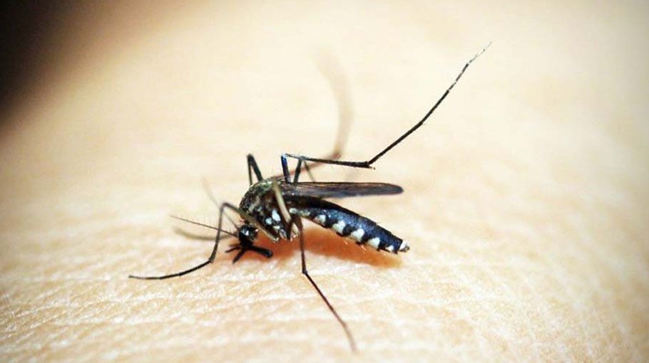 61 people infected with dengue in Ctg