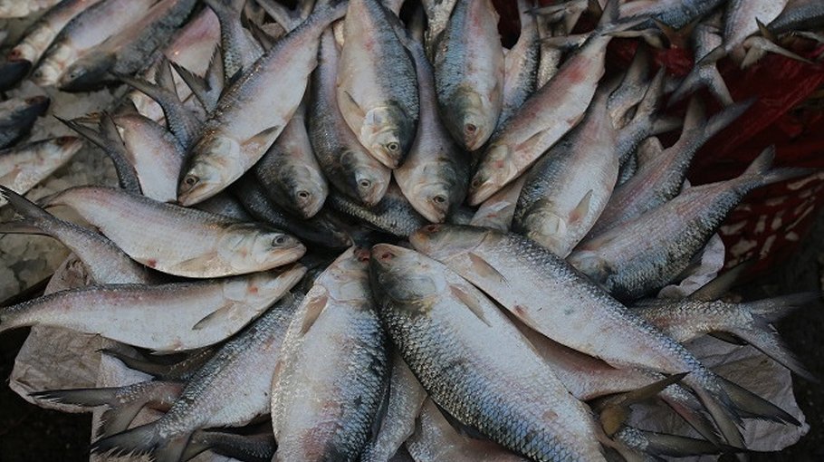 40 anglers held for defying Hilsa ban 