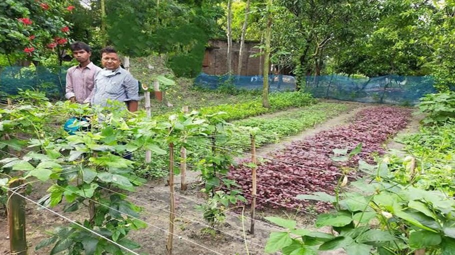 Homestead gardening contributes to Rajshahi’s rural economy