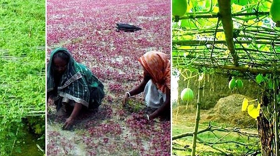 Rangpur farmers begin winter veg farming