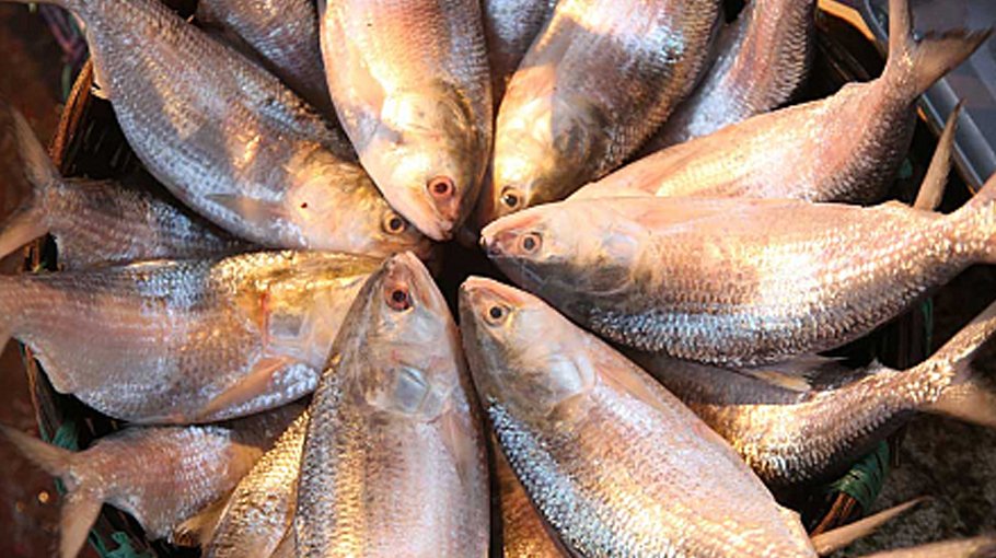 20 fishermen held for defying Hilsa   ban in Chandpur
