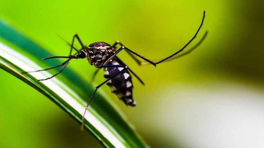 Four dengue patients die, 896 hospitalised in 24 hrs