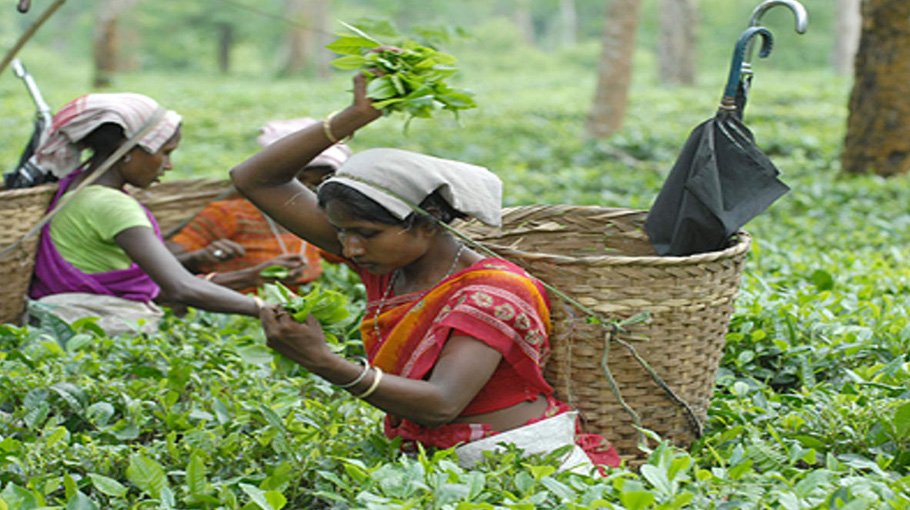 Record 14.74m kg tea output in Sept