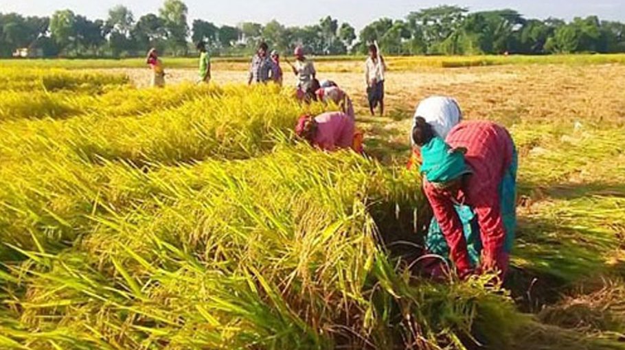 Govt suggests cutting 80pc ripe paddy 