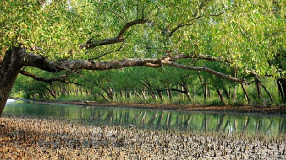 Progs to curb climate change risks in Sundarbans 