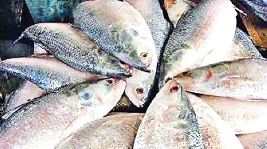 Bhola markets abuzz with fishermen amid huge Hilsha catches