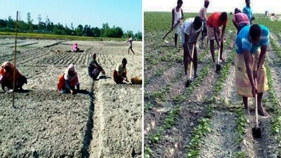 Record 23.39 lakh tonnes potato output target for Rangpur region