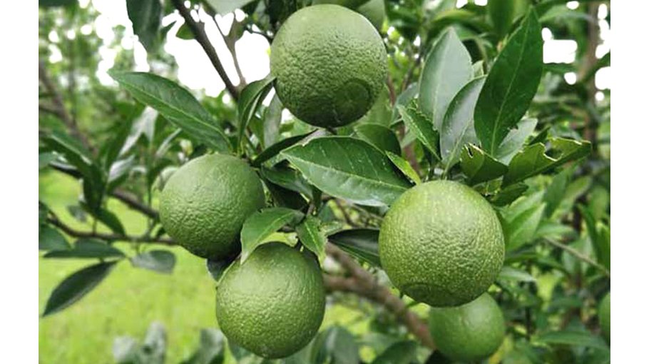 Malta farming appears profitable venture in the Rajshahi region