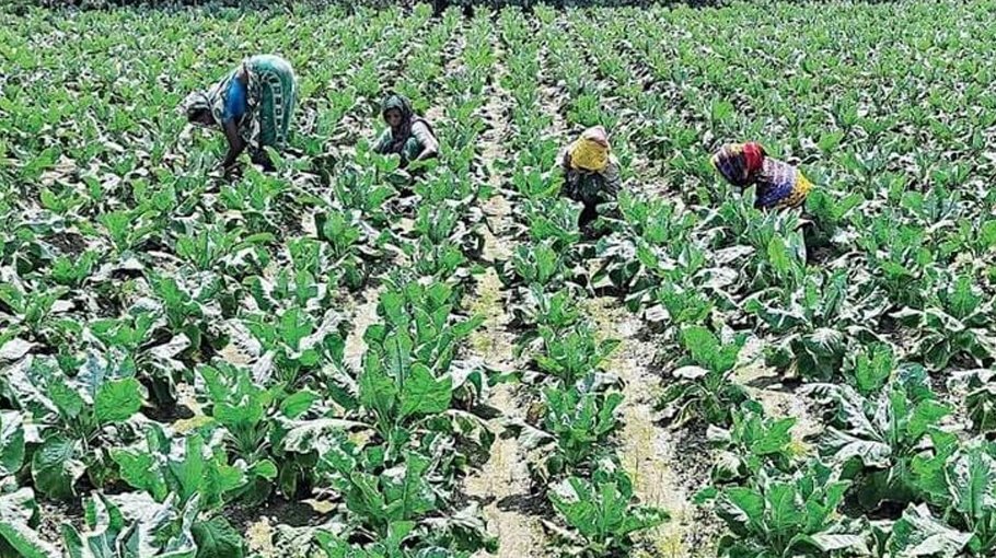 Tk 8.47 crore incentives to be distributed among 73,870 farmers