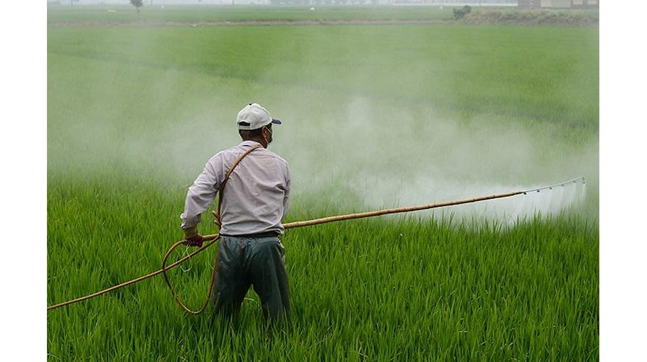 Indiscriminate use of pesticide turns curse for farmers in Jamalpur