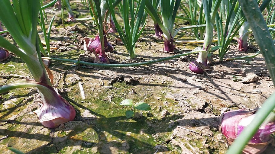 Growers eye bumper advanced onion yield in Rajshahi