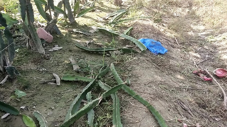 Miscreants fell over 100 dragon plants   in Moheshpur
