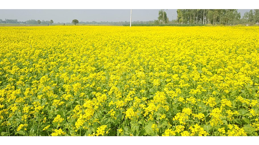 Over 51,000 tonnes mustard production target fixed for Jamalpur