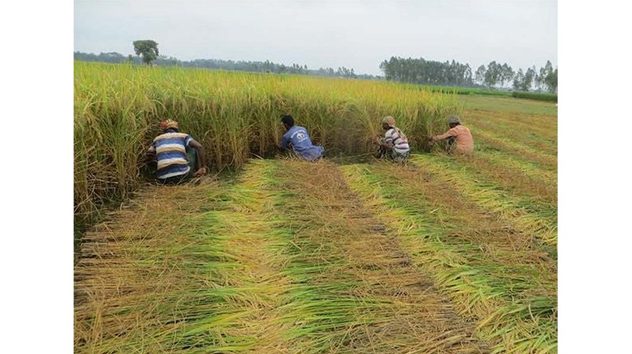 Aman harvesting begins in Panchagarh