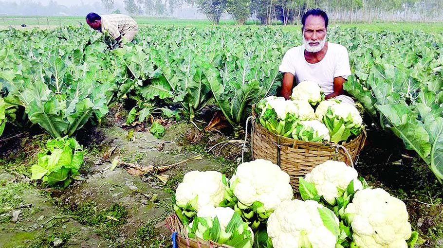 Rangpur farmers aim to produce 9.61 lakh tonnes of winter veg