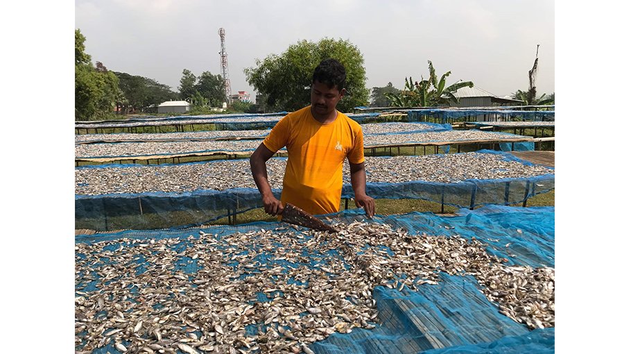 Dried fish production on the rise in Chalan Beel area