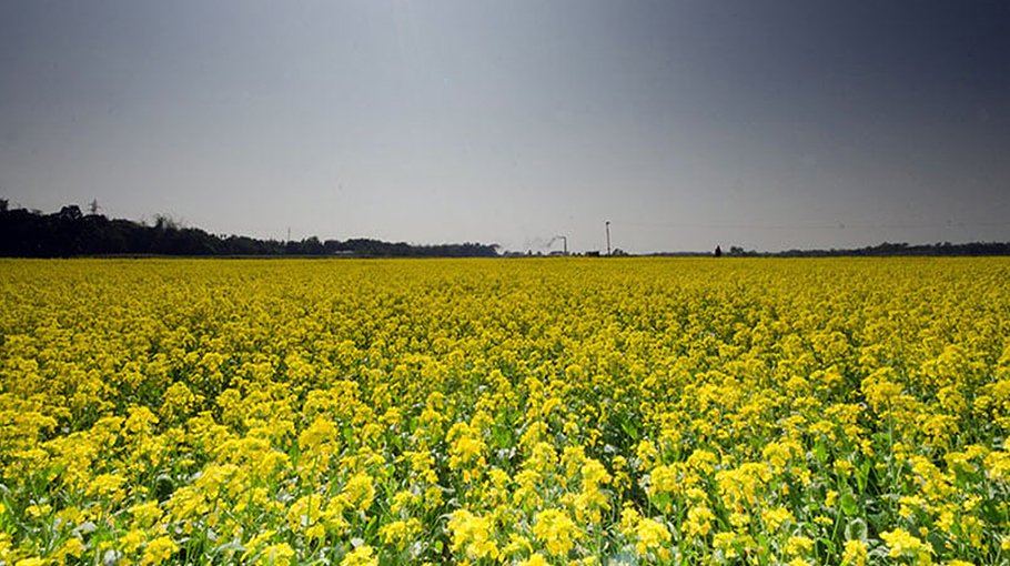 11,570 farmers to get farm incentives in Gopalganj