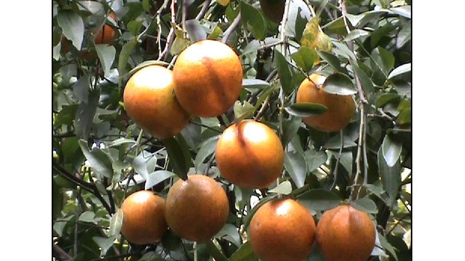 Orange cultivation gains popularity in Panchagarh