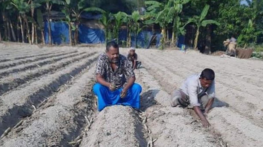 Joypurhat farmers to cultivate sugarcane on 6000 acres