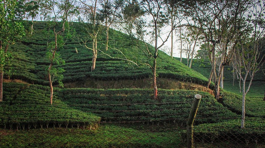 Pepper farming in tea  gardens now feasible 