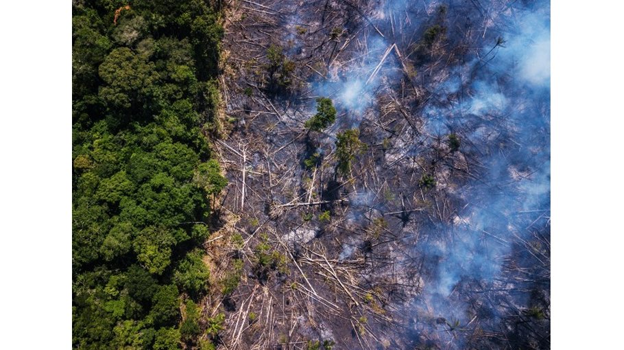Amazon rainforest crisis report at COP27 Bangladesh Post