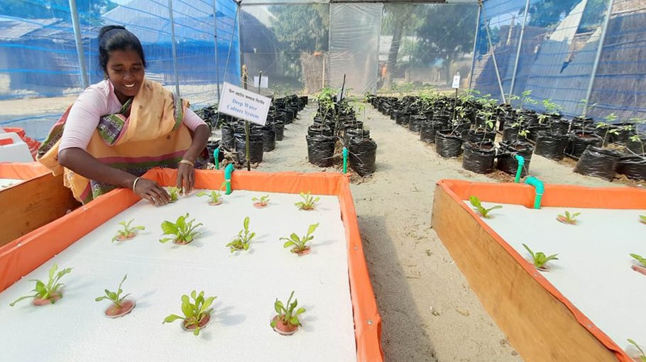 Marginalised families use hydroponics tech in veg farming