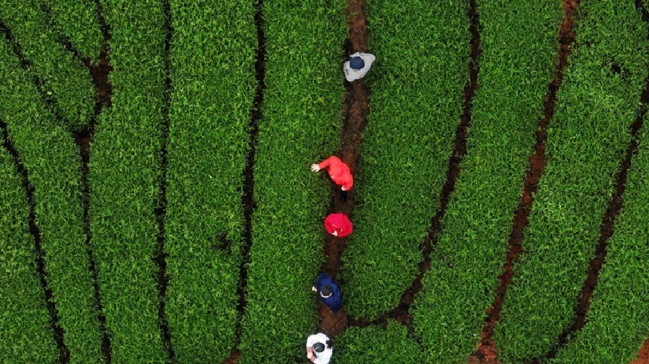 “City of future” fosters low-carbon growth for green dev - Bangladesh Post