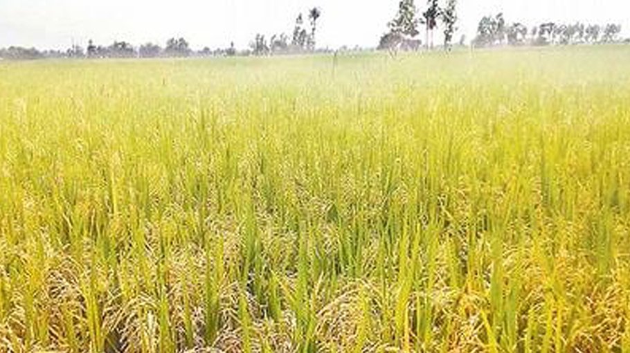 T-Aman paddy harvest nearing completion in Gaibandha