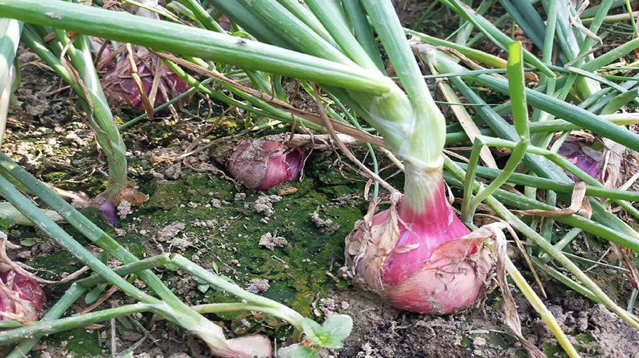 2.51 lakh farmers get rabi  crop incentives in Rajshahi