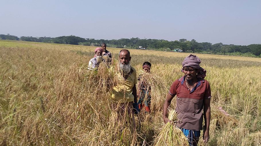 Bumper paddy production in Bagerhat, farmers eye high return ...