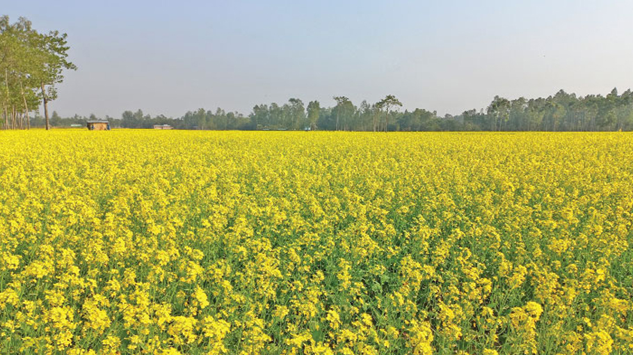 Bumper mustard output in Chuadanga, farmers eye high return ...