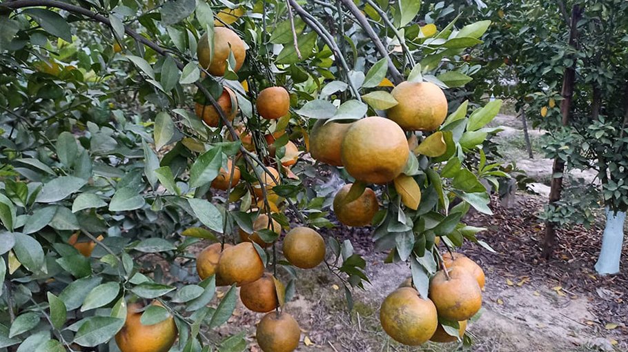 Orange farming delights Rajshahi growers
