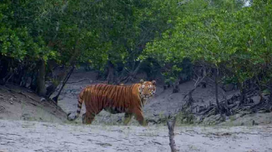  1,330 cameras to be set up in Khulna Range 