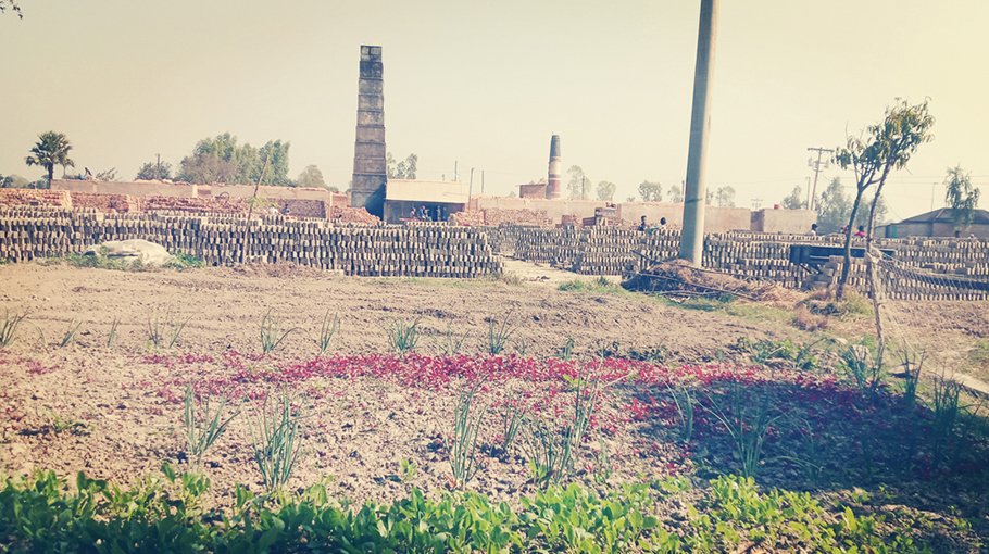 Brick kiln damages farmlands in Pabna, farmers in despair