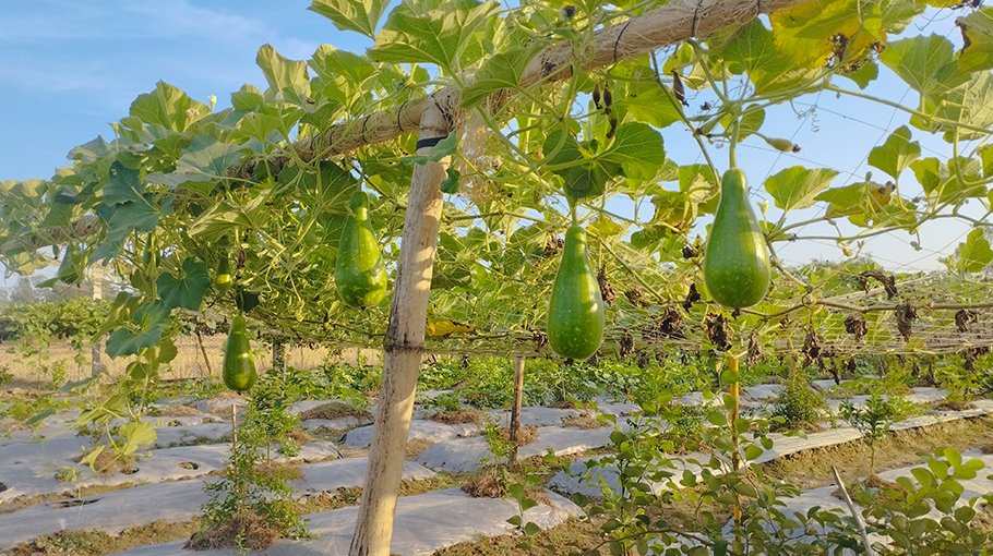 Winter veg cultivation increases in Haor region