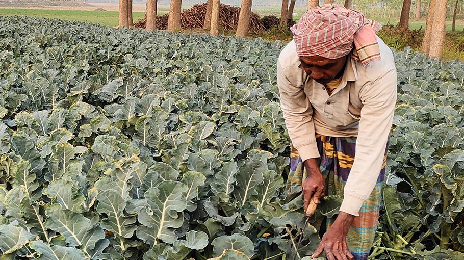 Broccoli brings about diversification to Rajshahi markets