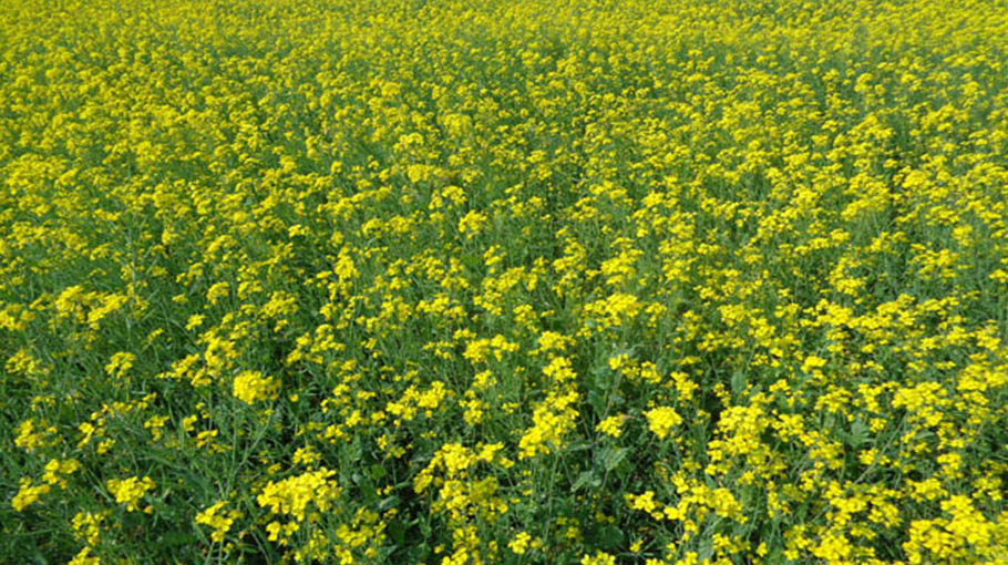 Bumper Mustard Yield Likely In Pabna, Farmers Expect Profit ...