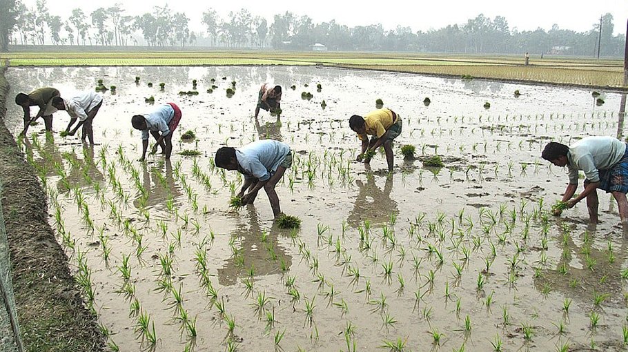 Boro transplantation starts in  Rangpur braving cold wave