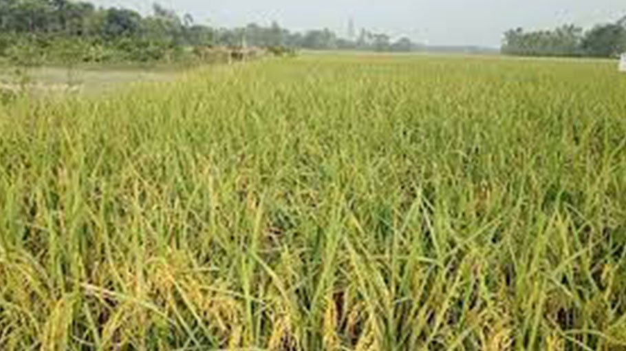 Bumper T-Aman production in Jamalpur, farmers expect high return
