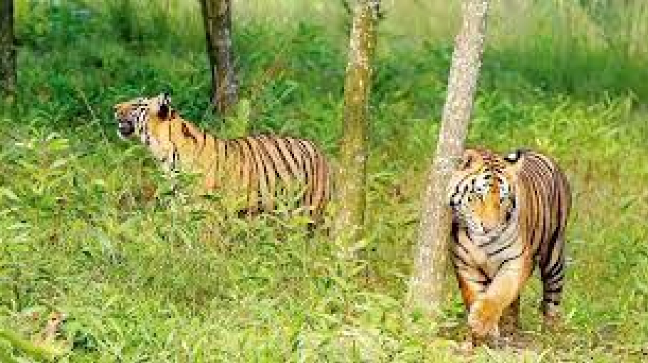 Tiger Census Begins In The Sundarbans - Bangladesh Post