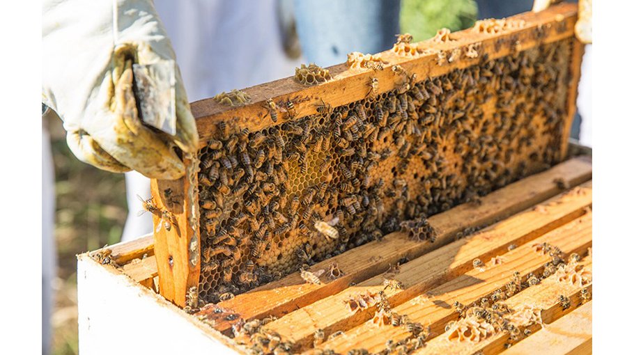 Over 30 tonnes honey collected in Jamalpur Bangladesh Post