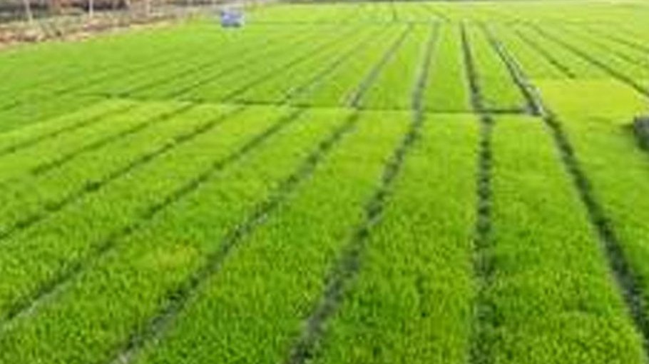 Farmers start Boro paddy transplantation in Rajshahi division