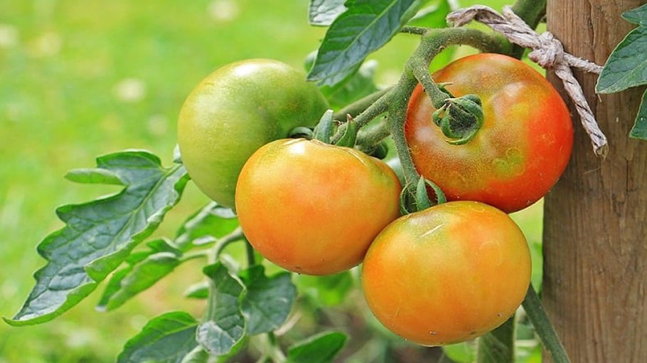 Newly harvested tomato brings smile to farmers, consumers’ face