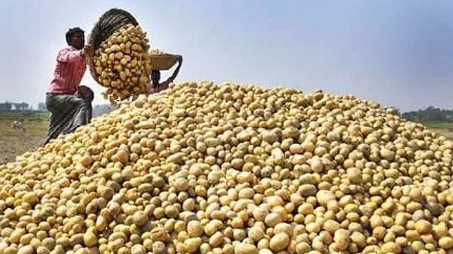 Potato harvest starts in Chuadanga, bumper output likely